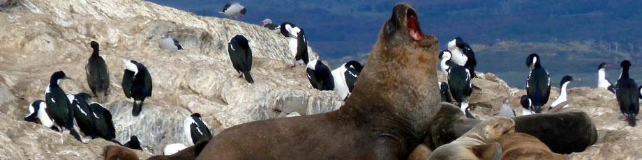 Rondreis Argentinië 2: Patagonië en wildlife