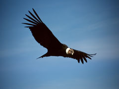 Vliegende Condor