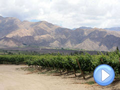 Reis Argentinië - Video Bodegas in Cafayate Reis Argentinië
