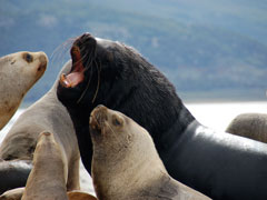 Isla de los Lobos - Ushuaia Beagle Kanaal